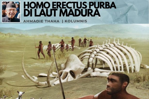 homo erectus di laut madura
