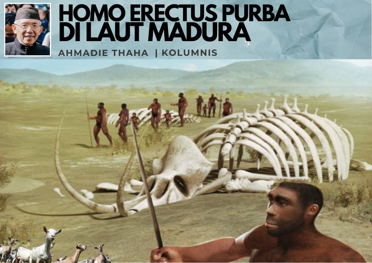 homo erectus di laut madura