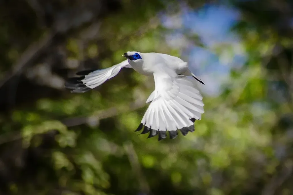 konservasi jalak bali
